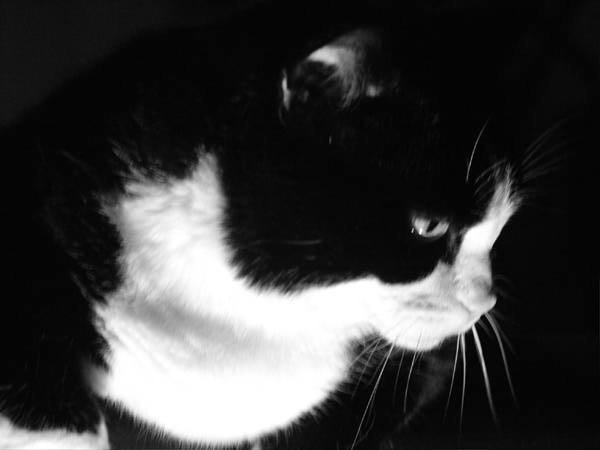 TIPPI