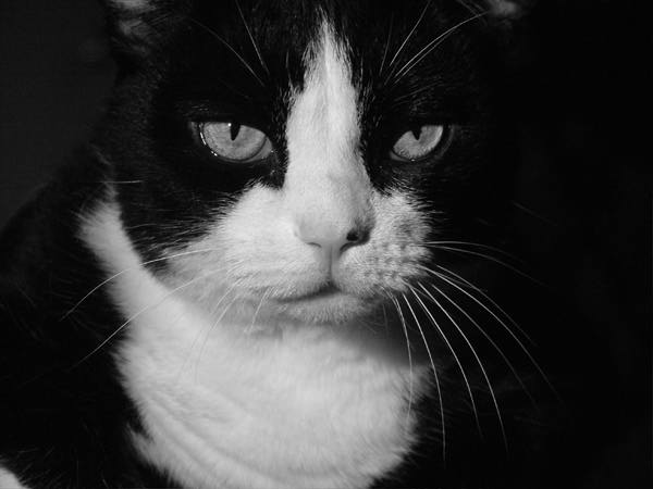 TIPPI
