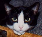 TIPPI